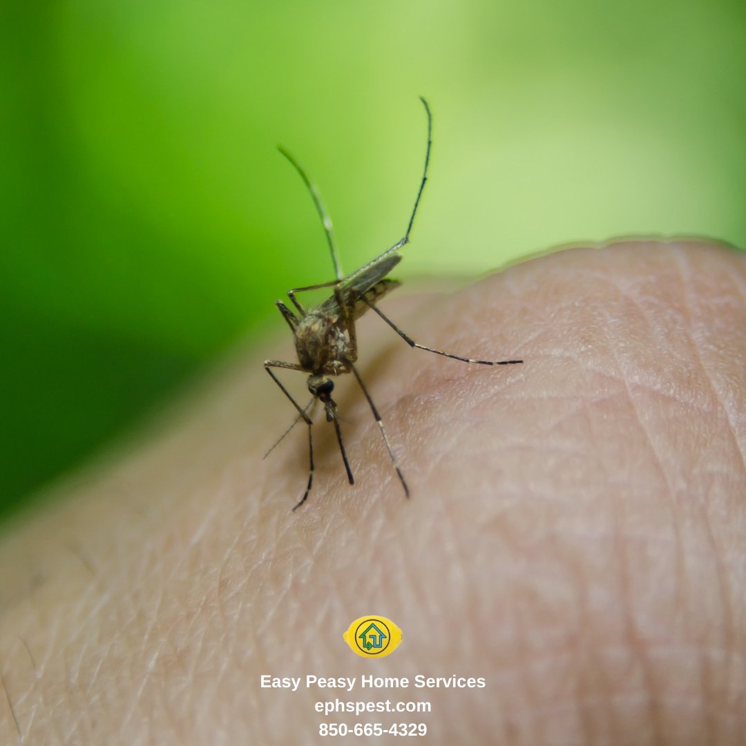 easypeasyhome's tweet photo. Fun Fact: Mosquitoes can drink 3x their body weight in blood! 🦟 
.
Have problems with mosquitoes? Give us a call for a FREE estimate and ask about our “No Mosquito Zone” service ☎️ 850-665-4329 
.
#easypeasyhomeservices #easypeasylemonsqueezy #mosquitoes #mosquitobites #mosquito https://t.co/P0brTtHLDA
