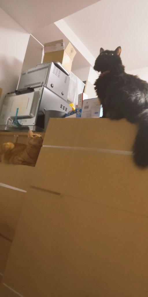 引っ越し段ボールを気に入ったご様子😽💞😺
桜ちゃんもだいぶ落ち着きました😃