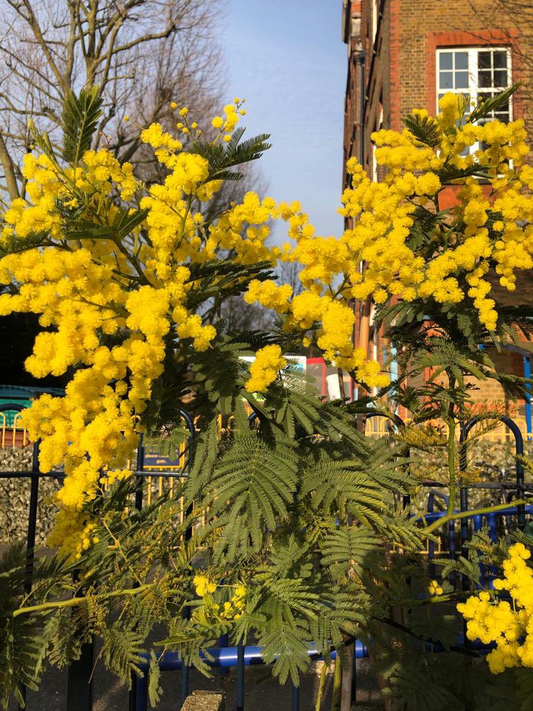 This is the Belmont Mimosa - the plant is often given in Italy as a gift for International Women’s Day!
