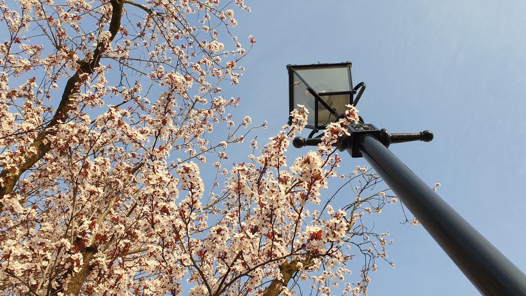 FranciscaSconce's tweet photo. Favorite lamppost in #wildputney #blossom https://t.co/fgWt2PL2pp
