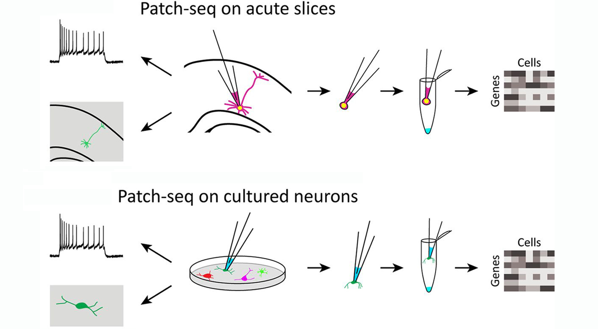 By performing single-cell mRNA sequencing after patch-clamp recordings you can learn much more about your favorite circuits. Learn why & how to use patch-seq from a symposium review @SfNJournals by @neuronJoy @CedricBardyLab @hippopedoid @crcadwell &al bit.ly/JNSY_PatchSeq