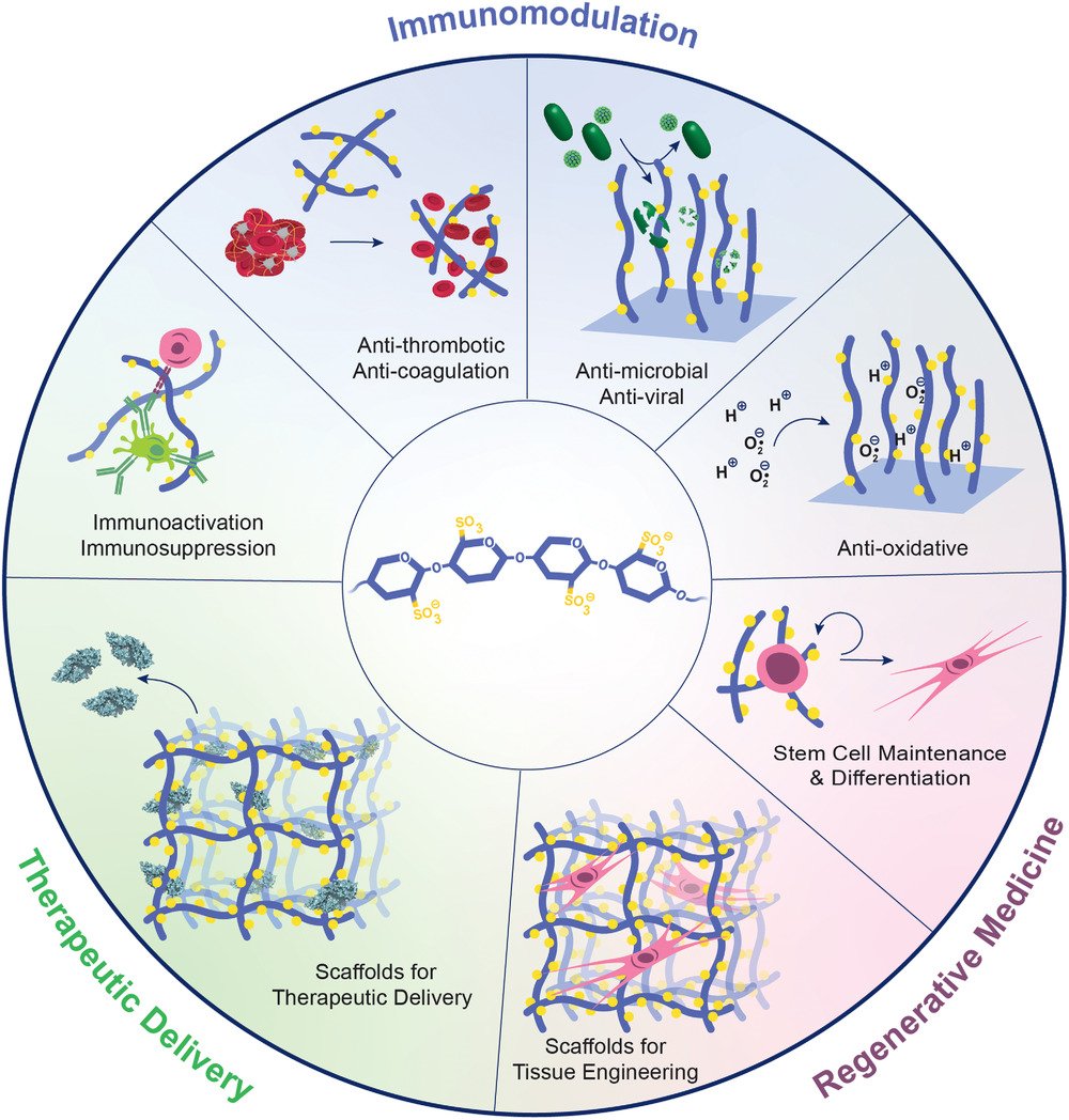 A simple, yet potent way to give polymers more bioactivity is through sulfation.  Here we reviewed  Engineed Sulfated Polysaccharides (ESPs) onlinelibrary.wiley.com/doi/10.1002/ad…   Thanks to Øystein Arlov <a href="/SINTEF/">SINTEF</a>  <a href="/eceozt/">Ece Ozturk</a> <a href="/AsadiKorayem/">Maryam Asadi Korayem</a> <a href="/DominicRuetsche/">Dominic Rütsche</a> for this great #lockdown project