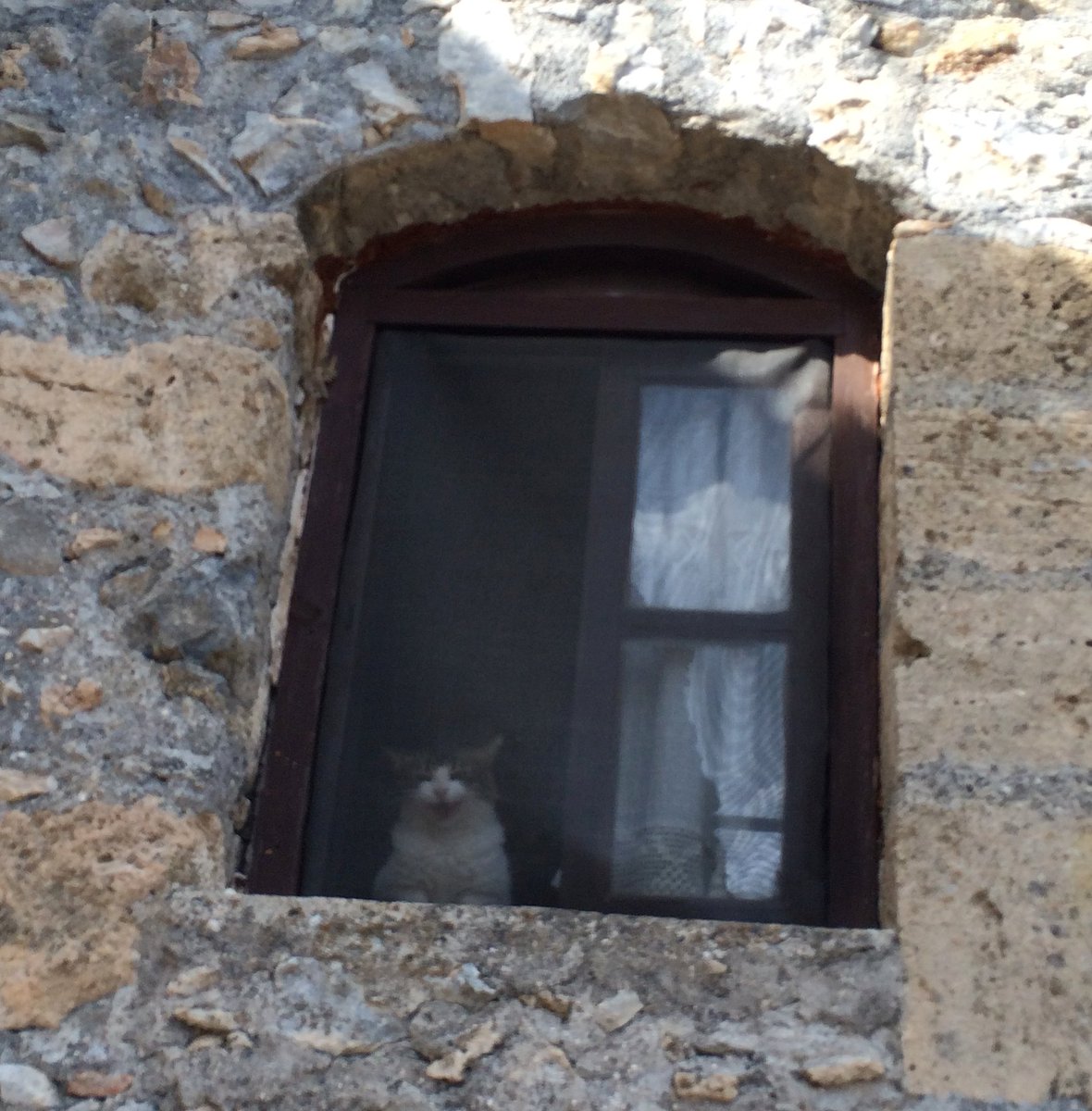 lkmad's tweet photo. Throwback to when I was photographing Saint Hilarion Castle for #Panmorphia, and this random cat started yelling at me from behind the screen. Thus proving I can no longer go anywhere without a cat demanding my attention. #walkingcatnip https://t.co/ynjEvUY7cU