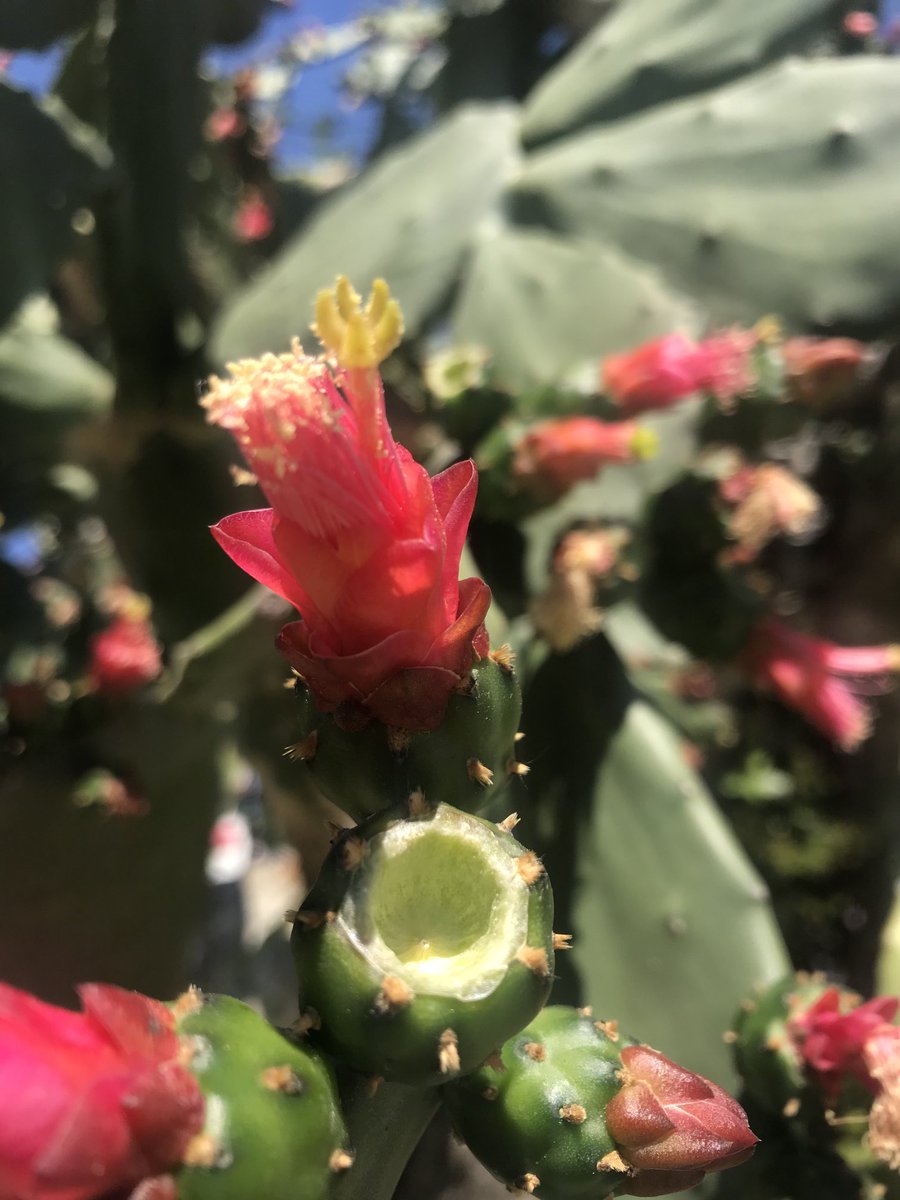 We planted this cactus about 25 years ago has grown really big and full of flowers does anybody know what species it is leave comments thank you