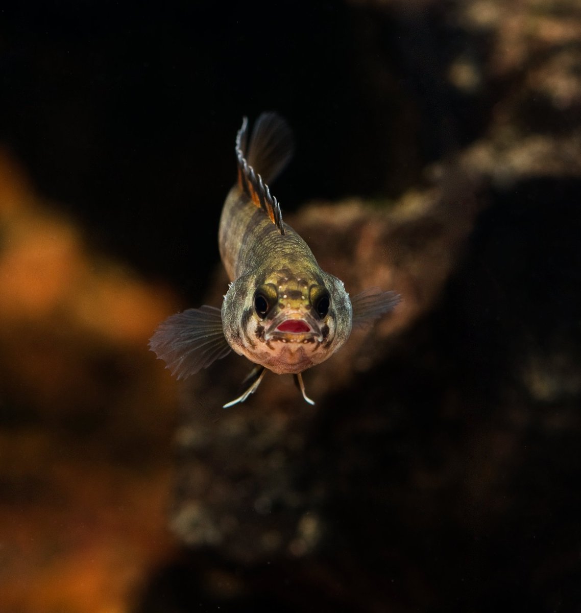 OmegaSeaLLC's tweet image. Check out this amazing shot of a Microctenopoma ansorgii, better known as the ornate ctenopoma, from one of our 2021 photo contest winners Matt Hines!