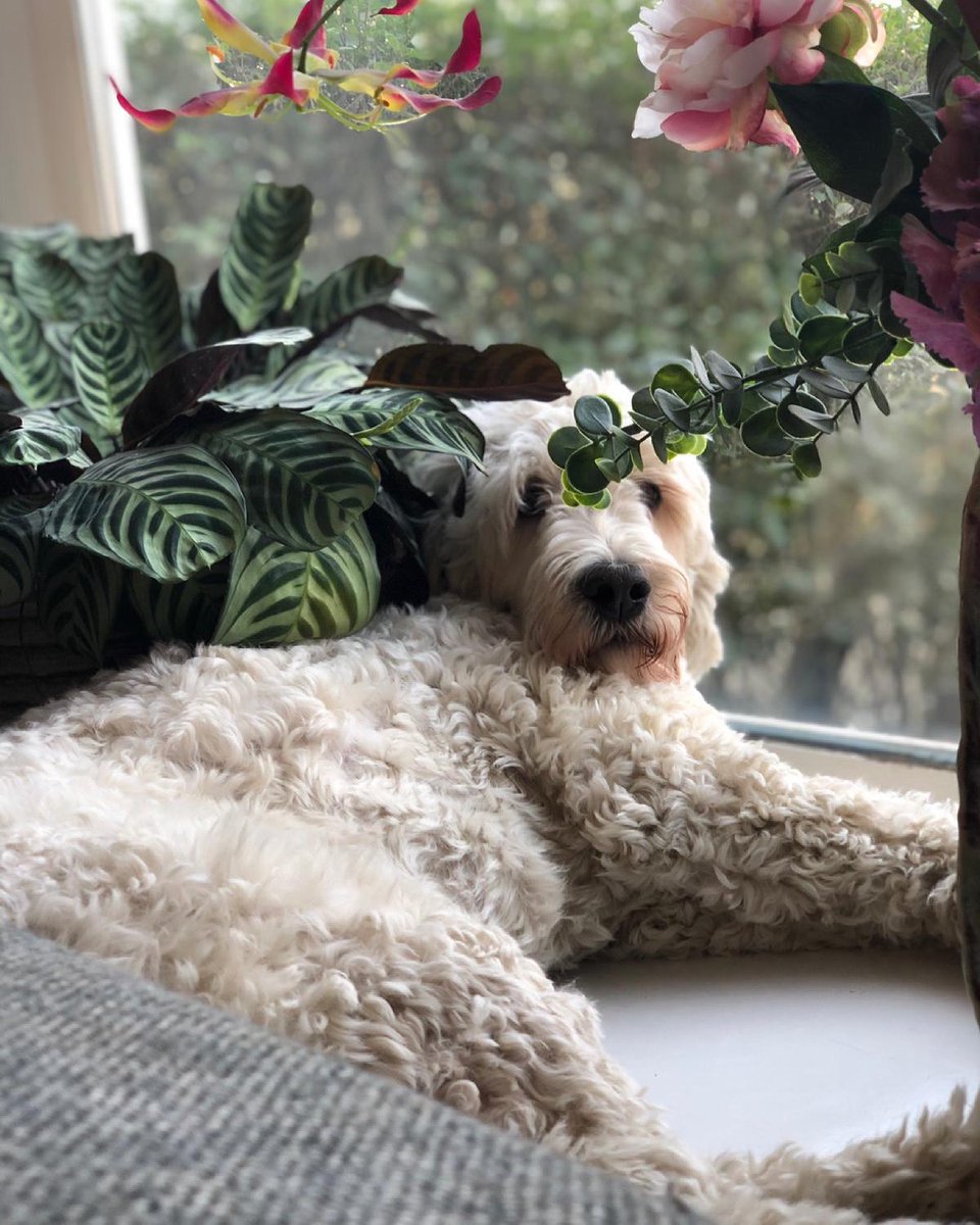 TeddieLabradoo2's tweet photo. My favourite spott in the house... #windowsill #vensterbank #labradoodle #dogtwitter https://t.co/SprWAQQRkm