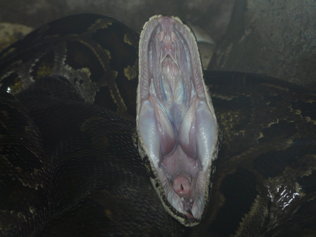 Leolupus's tweet photo. #SnakeOfTheWeek Burmese python (Python bivittatus) doin' a yawn. #snakes #reptiles #animals #wildlife https://t.co/jyI6TSK2xj