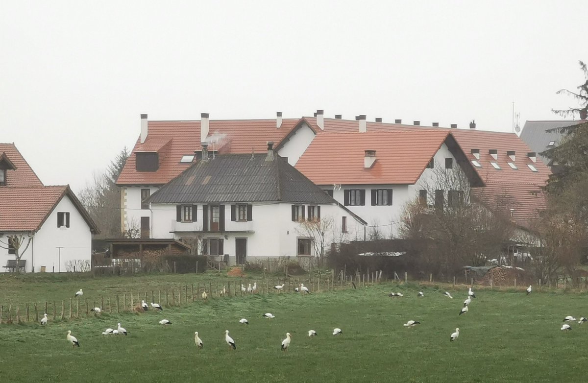 Las #cigüenas vuelven a hacer un alto en su camino al norte en <a href="/auritz_burguete/">𝕽𝔦𝔫𝔠𝔬𝔫𝔢𝔰 𝔡𝔢𝔩 𝔓𝔦𝔯𝔦𝔫𝔢𝔬</a>, a la espera de que despeje el paso de <a href="/BirdingLindus/">Bird watching LINDUS</a> para continuar su viaje

#MigrationEU #CiconiaCiconia #Pirineonavarro #Navarra #birdphotography #birdwatching #ornithology