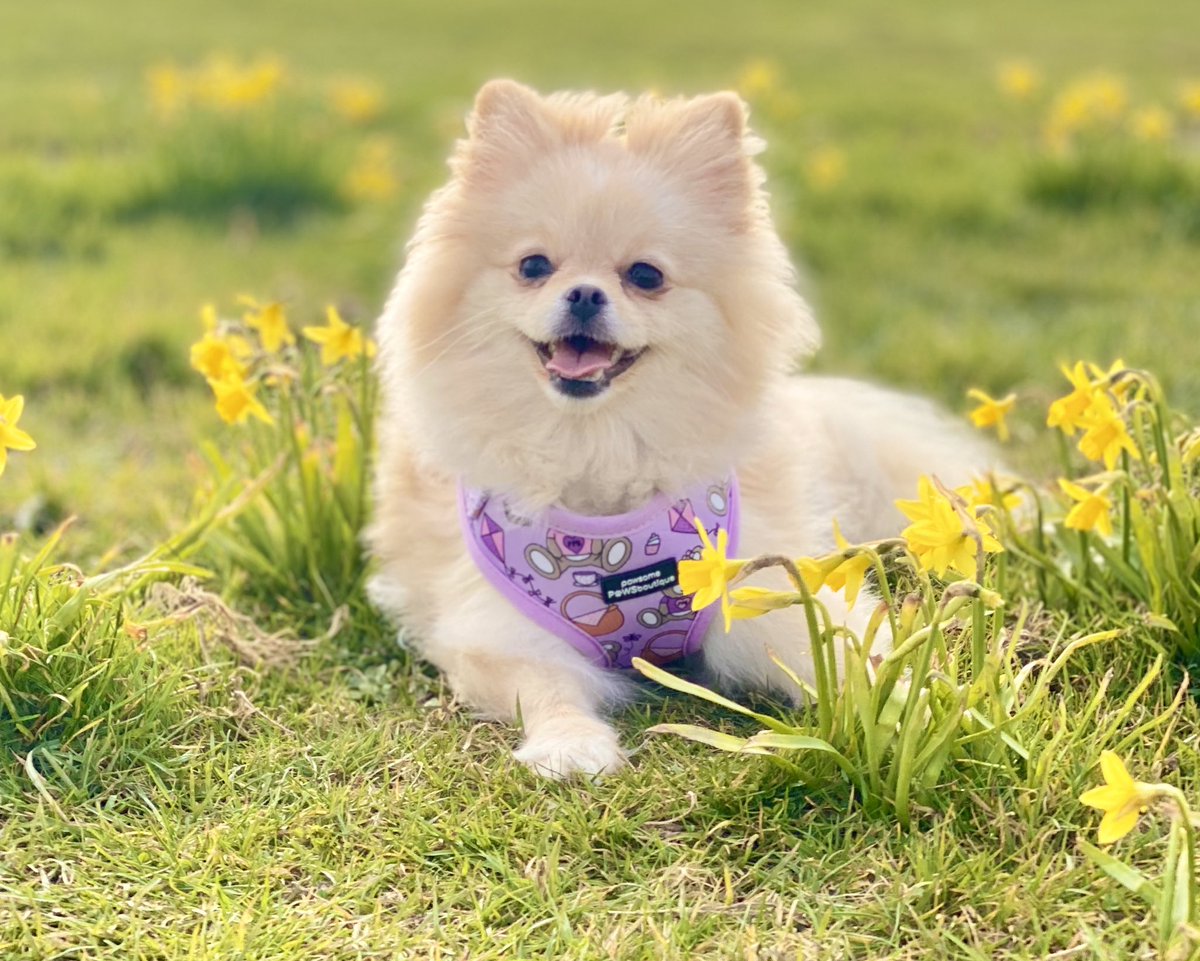 ShaunaBooth1's tweet photo. Spring 🌼🌺🌼 https://t.co/Pq1Mzg8JbL