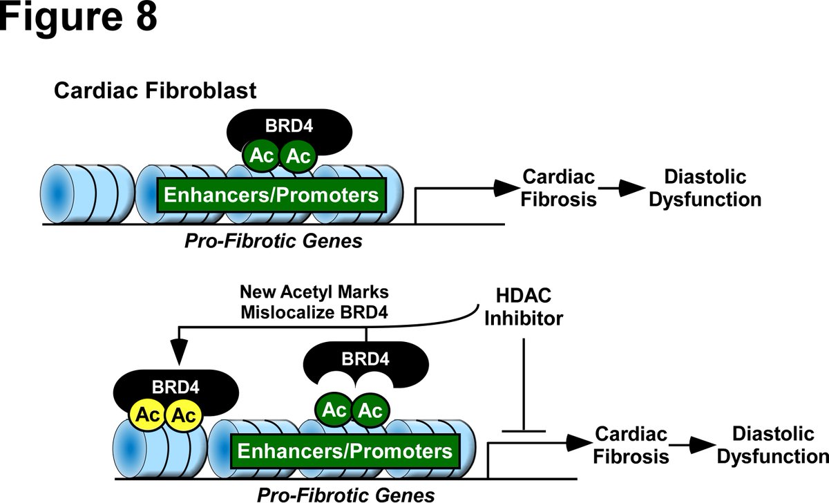 Beware hidden fibrosis! Great work by @JoshTravers89 and an amazing team effort! ahajournals.org/doi/abs/10.116… @rush6782 @CUAnschutz @CUDeptMedicine @sara_wennersten @dr_kcwoulfe @srhouser1