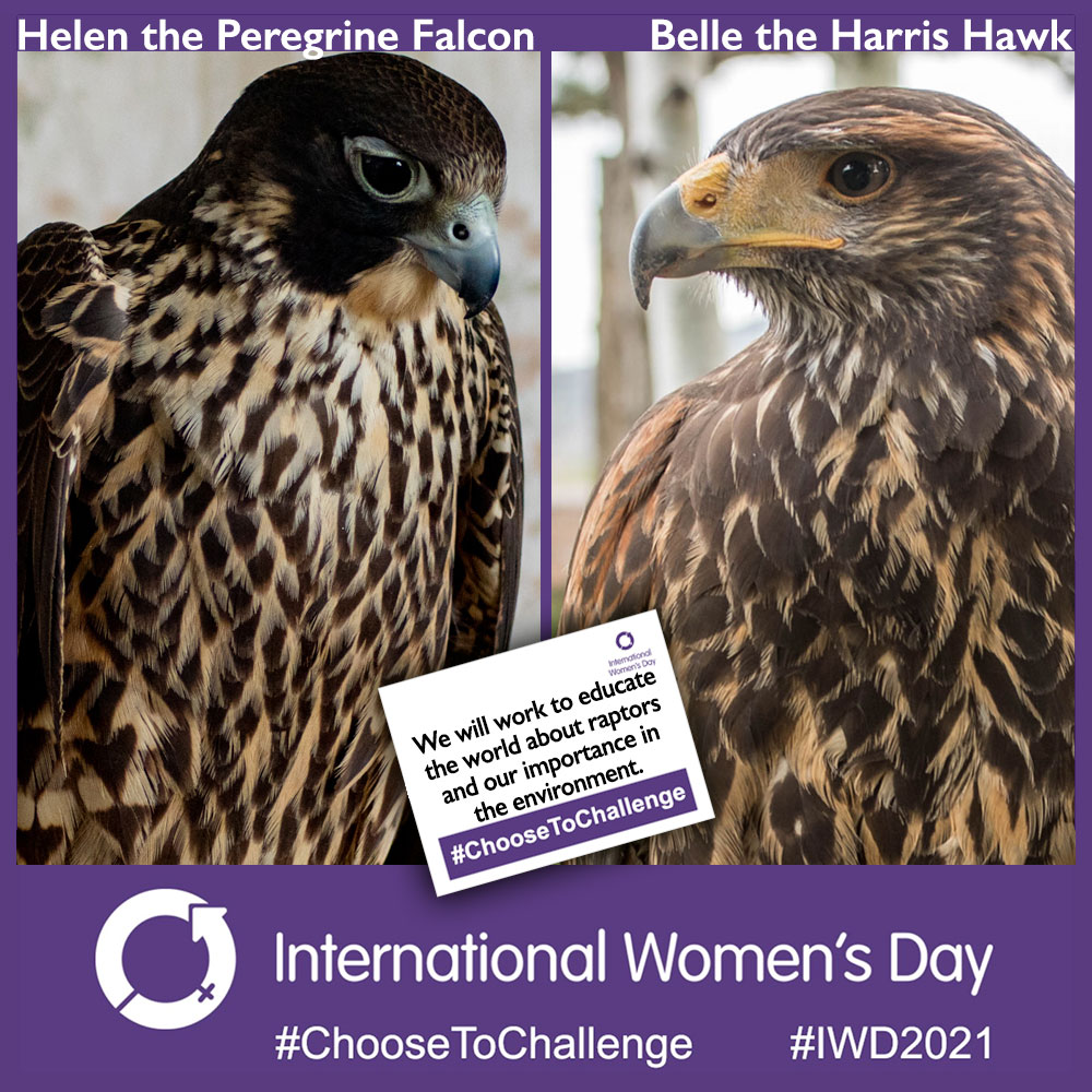 SWFgowildlife's tweet photo. Our female Wildlife Ambassadors celebrate International Women's Day!

#choosetochallenge #IWD2021 #raptors #birdsofprey https://t.co/of27YIc51H