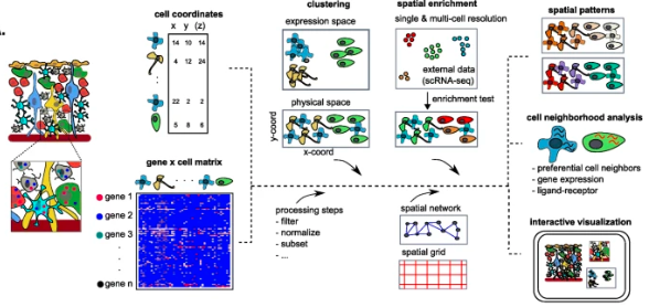 GenomeBiology's tweet photo. Giotto: @RnDries, @qzhu2012, Yuan and co present an analysis and visualization suite for spatial expression data. It can use input from different spatial technologies, including lower resolution, and can identify cell types, neighborhoods and interactions https://t.co/J1rPsL9OUa https://t.co/VpasbLtGOH