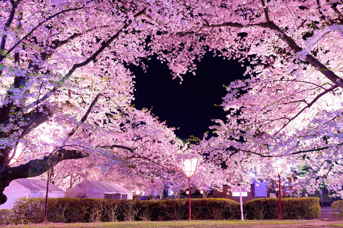 At Hirosaki Park in Aomori there are over 2,600 cherry trees and more than 50 different varieties to see. There are views of Hirosaki Castle and also “heart-shaped cherry blossoms” that are formed by the branches of two cherry trees that form a heart in the sky. 💕
#Visitjapan