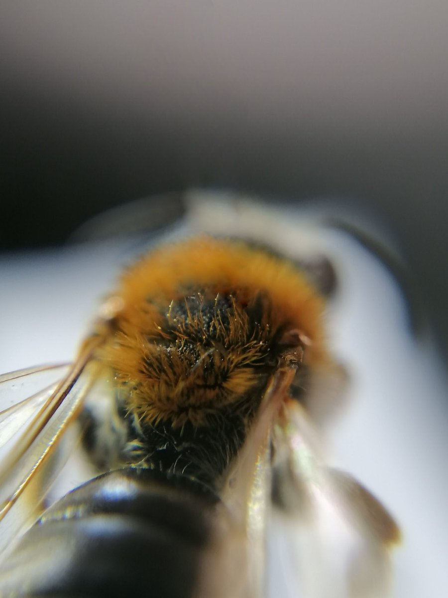 RBAbuzz's tweet photo. Andrena haemorrhoa est à l'honneur pour le #MacroPoll ! Cette #abeille solitaire est visible au printemps et creuse des galeries dans la terre🐝 Son thorax velu très roux et l'extrémité rousse de son abdomen sont des critères pour l'identifier 🔎 https://t.co/DtkgX3eNoo