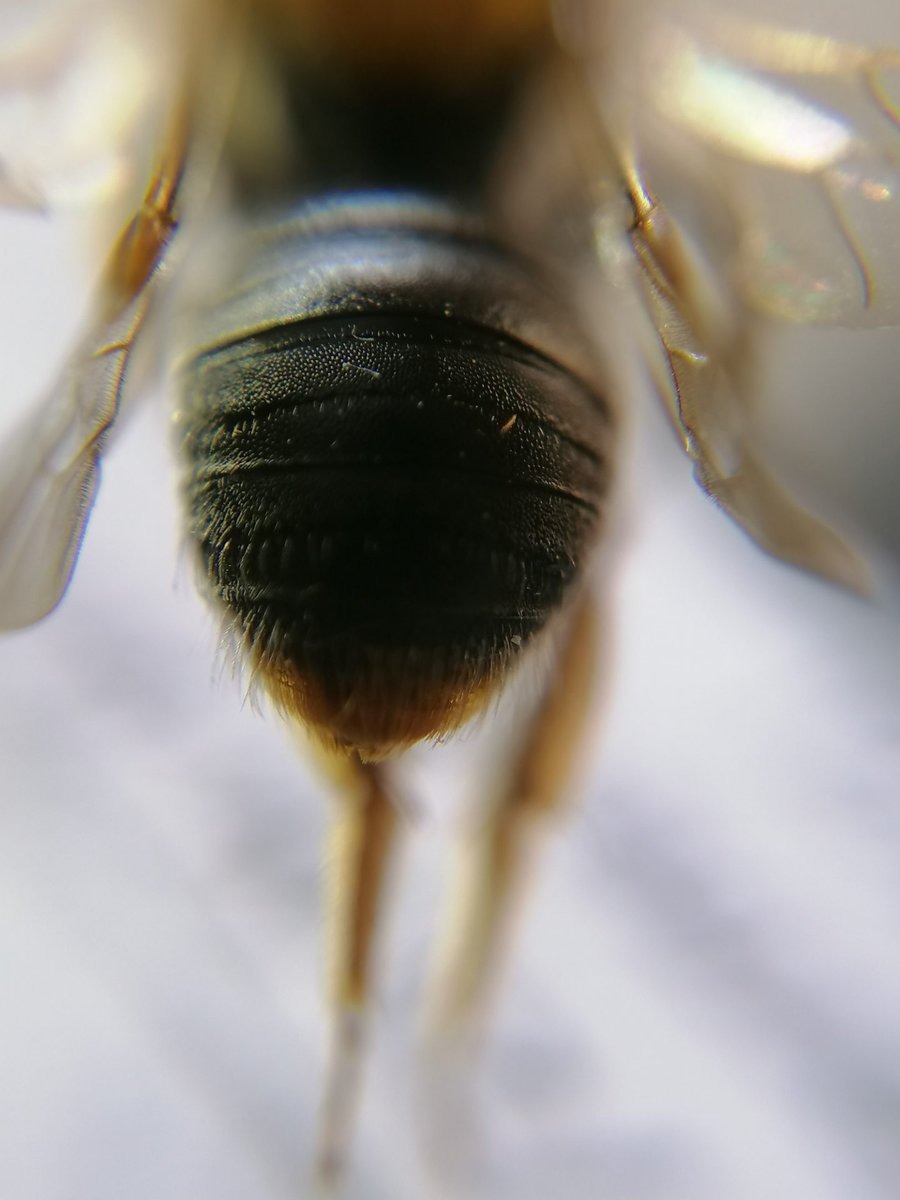 RBAbuzz's tweet photo. Andrena haemorrhoa est à l'honneur pour le #MacroPoll ! Cette #abeille solitaire est visible au printemps et creuse des galeries dans la terre🐝 Son thorax velu très roux et l'extrémité rousse de son abdomen sont des critères pour l'identifier 🔎 https://t.co/DtkgX3eNoo