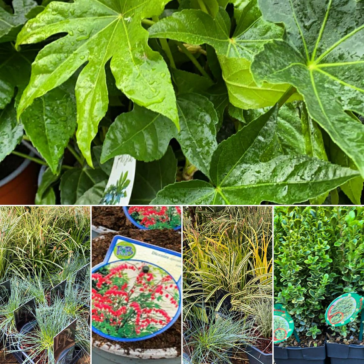 Thorpe Plant Centre tweet media