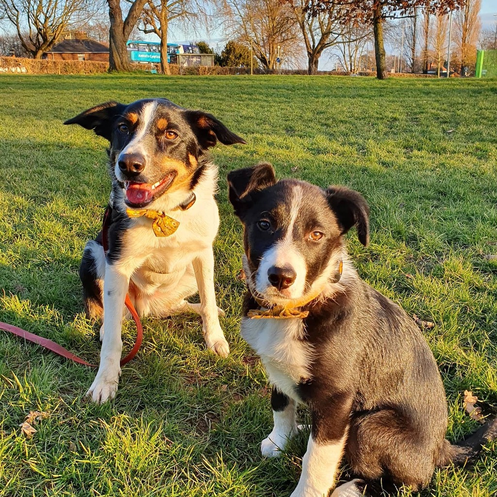 LifeAsACollie's tweet photo. Afternoon walk in the sunshine #BorderCollie #MurphyandMax #ColliesAdventure #HappyMonday https://t.co/bbHqZJCiIS