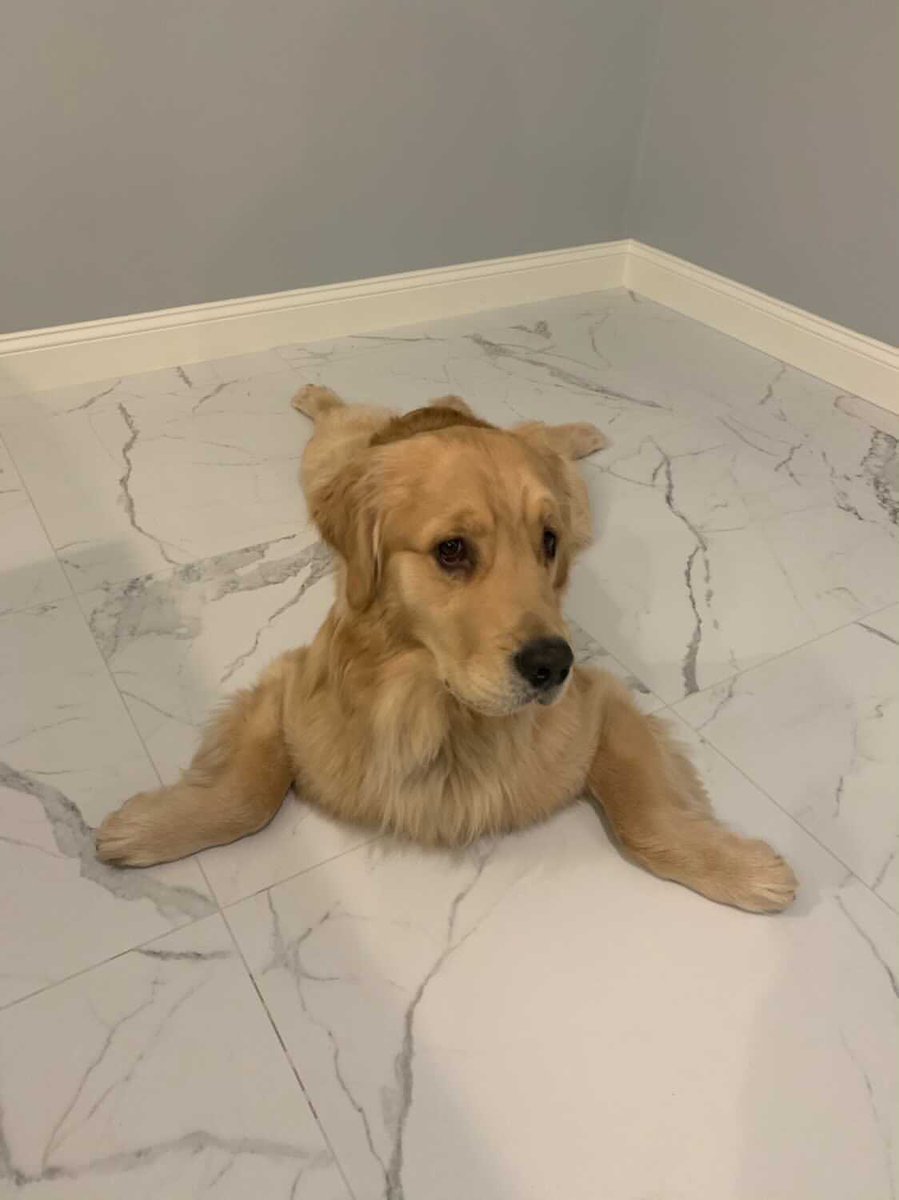 WeRateDogs tweet media