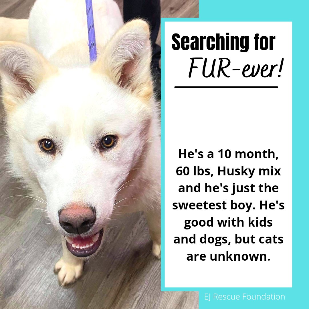 RescueEj's tweet photo. Meet C! #AdoptMe #FosterMe

This a #beautiful boy is looking for a foster, or FUR-ever home!

#rescuedog #dogrescue #mixbreed #mixedbreed #dogs #dog #availableforadoption #adopt #volunteer #lovedogs #love #adorable #animalrescue #adoptme #adoptable #yyc #yycdogs #dogsoftwitter https://t.co/nkUUc3mlzj
