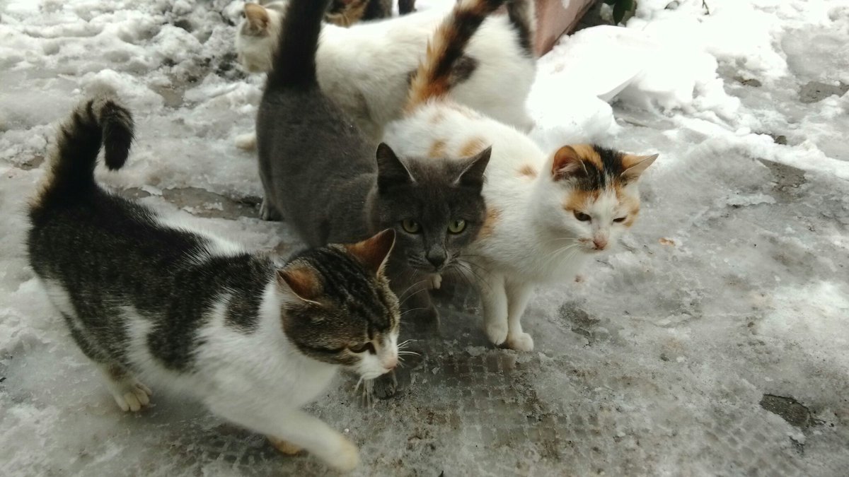 TheCatflix's tweet photo. https://t.co/cXqQnr4nEo