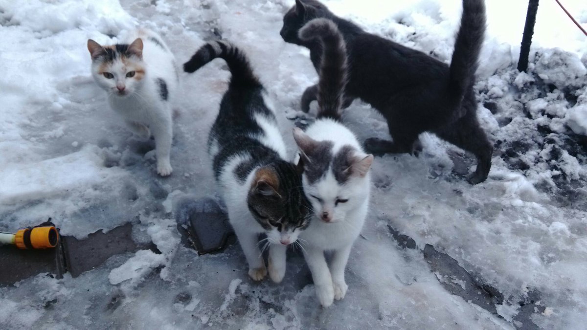 TheCatflix's tweet photo. https://t.co/cXqQnr4nEo