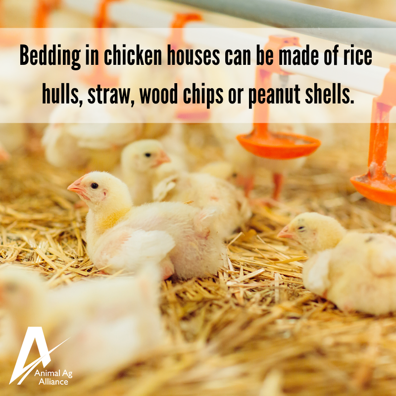 animalag's tweet photo. #DYK: Bedding used in chicken houses is usually recycled byproducts ♻️ from other forms of agriculture and can include rice hulls or peanut shells! 🥜 https://t.co/lf0Bq4nOnE https://t.co/pfbtw9Owhj