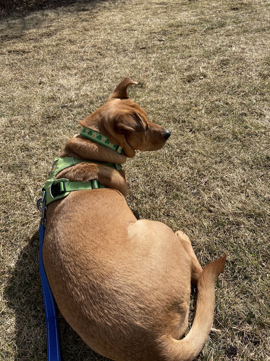 Breadchick's tweet photo. First day in the 60s with no snow on the ground! Divas catching rays in their St. Patrick’s Day collars.☘️ Don’t tell Birdie but she’s going on a diet this week 🤫 #sundogs #MichiganSpring #StPatricksDay #winterweight #babysgotback #rhodesianridgeback #vizsla https://t.co/8s62aW1DOh