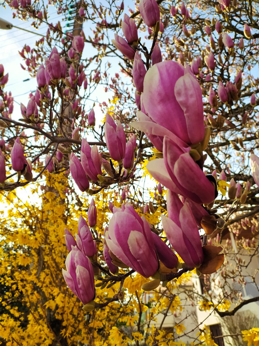 Je reviens partager avec vous un #lundifleuri car ça fait bien trop longtemps 😉