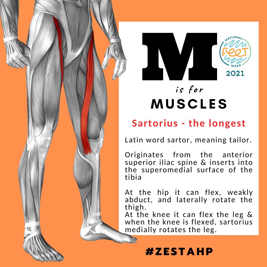 zestAHP's tweet image. Podiatrists A-Z of Feet. M is for Muscles

National Feet Week. 8 - 14th March. 

zestpodiatry.co.uk

#zestahp #oxford #nationalfeetweek #nfw #podsfixfeet #podiatry #feet #atoz #proudtobeapod