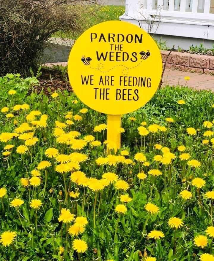 Please leave the dandelions as long as you can before mowing them down as they are one of the first sources of nectar and pollen for the bees during the year.
#bees #beefarmer #honey #beeswax #shoplocal