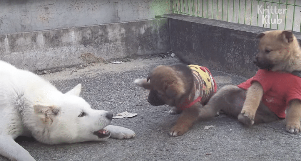 dogdotstories's tweet photo. These adorable puppies couldn't care less, but to satisfy our curiosity, let's start by observing body language.

Read the full article: Six Puppies Wonder Who Their Real Dad Is And Mom’s Not Telling
▸ https://t.co/Glsleyq23o

#CutiesFollowMom #Dogdotnet https://t.co/u6N0c5tGyB