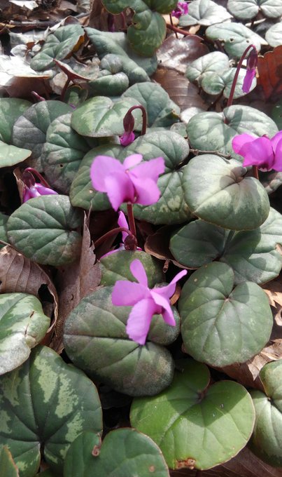 原種シクラメンのtwitterイラスト検索結果