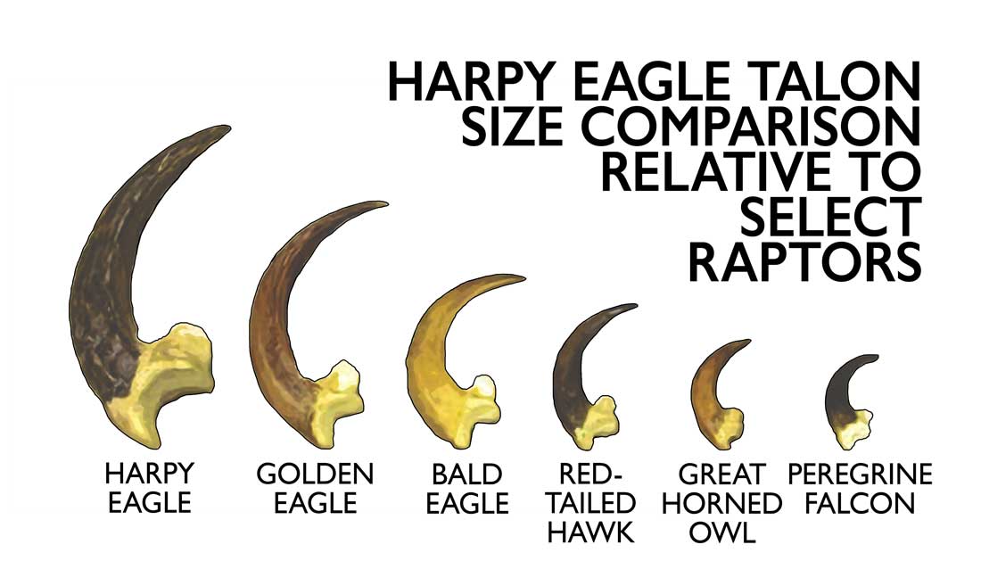 ModernDinosaurAttacks 🦉 on X: Harpy eagle talon size comparison relative  to select raptors. #2021MMM #TeamDinosaur #JusticeForDinosaurs   / X