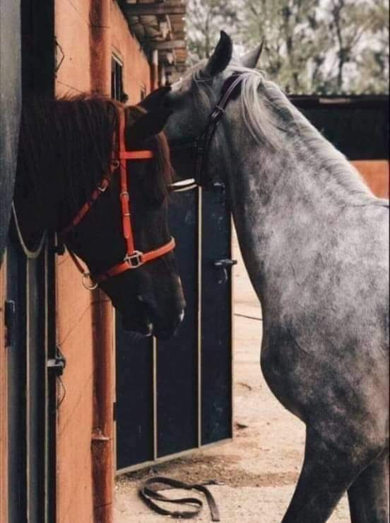PRATO2021's tweet photo. أرخي رسنها واتركها على اطباع أصلها 

أن كانت أصيله تخون الدنيا وتصونك🖤 https://t.co/Myli3b1Zw6