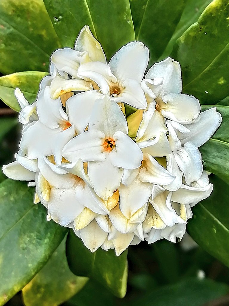 沈丁花ページ② 白花沈丁花