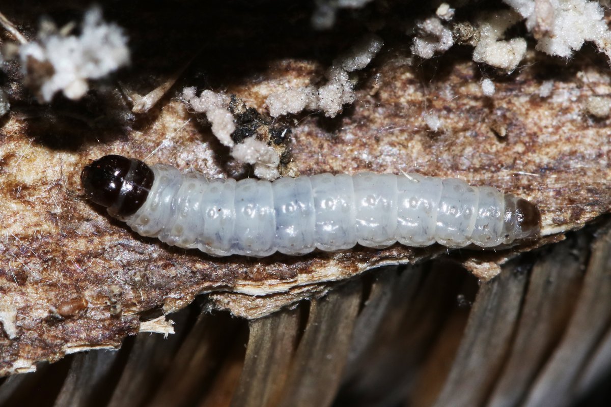 Zeer gelijkend, zowel als rups als imago, maar er zijn een aantal minieme verschillen... Rups van de Scherpe Kuifbladroller (Endothenia marginana), ook op Grote Kaardebol. <a href="/Nachtvlinders/">Nachtvlinders</a>