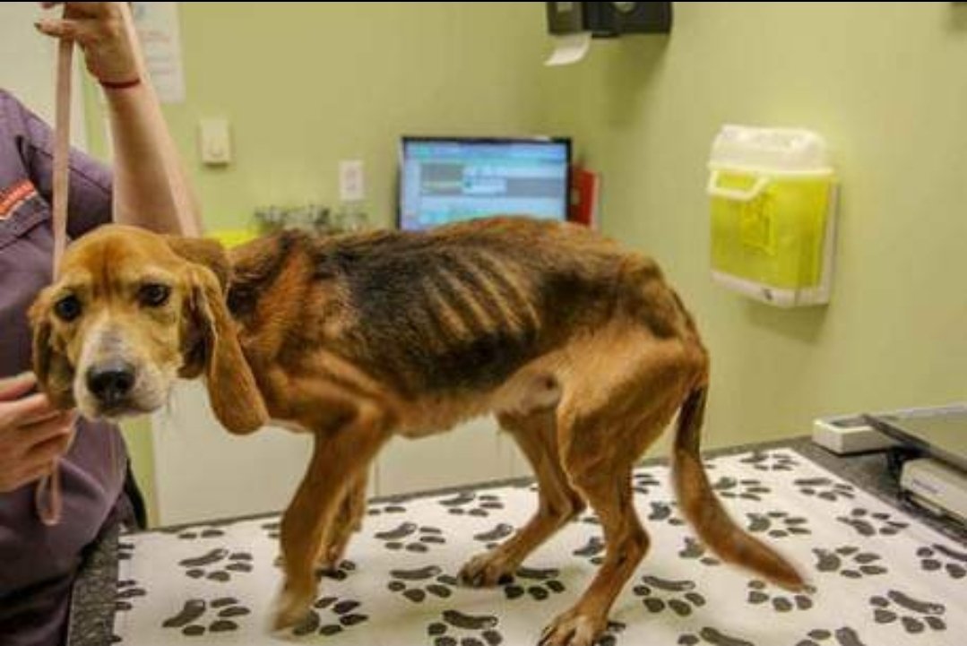 itchyarseole's tweet photo. This is one of the dogs that our NL justice system decided was in overall good health https://t.co/Vn7YyiIOuR