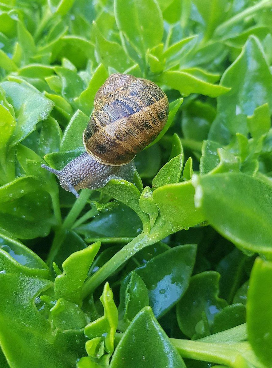 Tekitobear_'s tweet photo. ➰📸🐌🌿➰

#snail #succulents #garden #morning #photography #australia #closeup #NaturePhotography https://t.co/4vOgIsCm7i