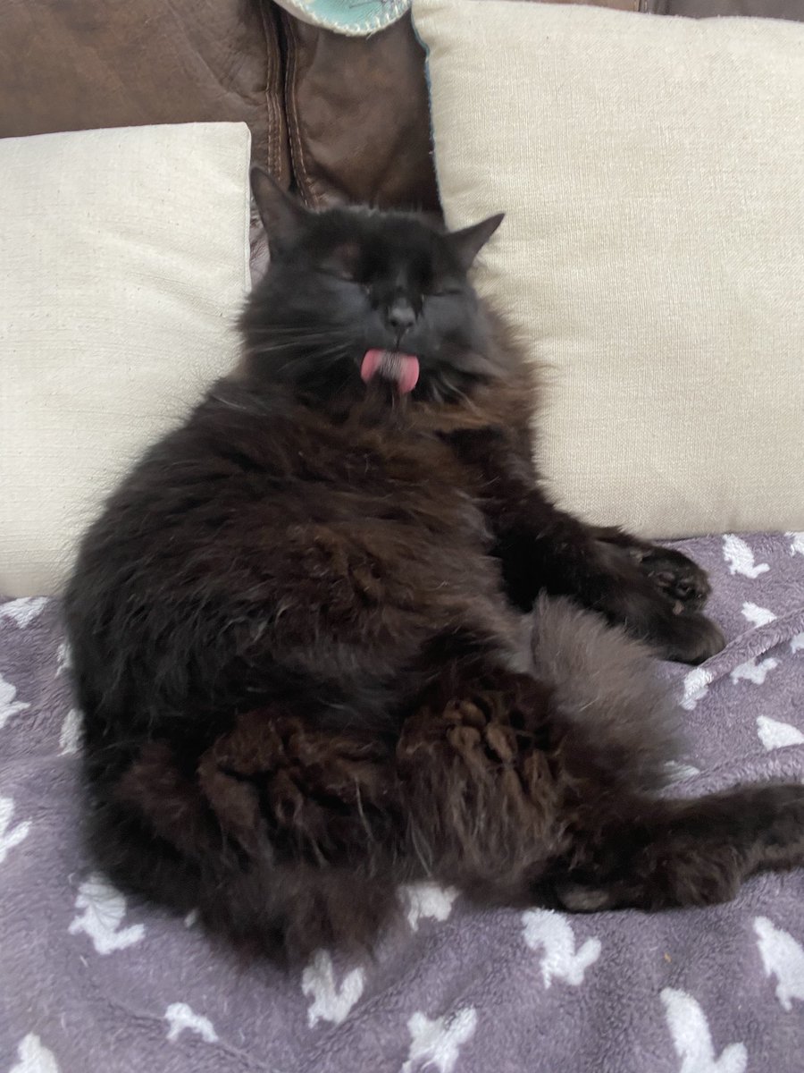 biggy_tiny's tweet photo. Lick https://t.co/qu9cTZcCqt