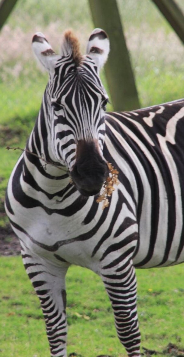AliceG02863686's tweet photo. Getting ready for Mother’s Day 2021 🦓💐♥️ @Longleat #MothersDay2021 #zebra #longleat #flowers https://t.co/RkGW58S2te