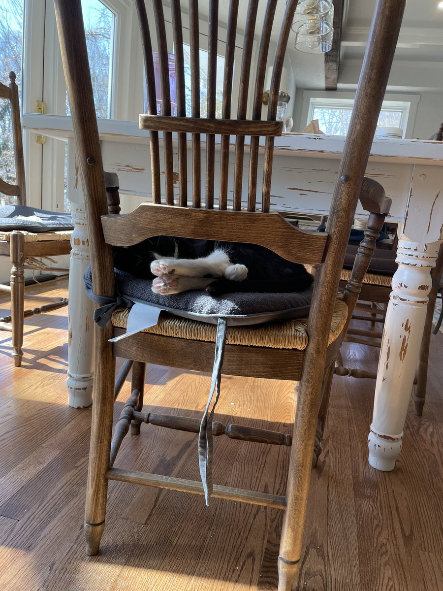pawdisplays's tweet photo. This is the exceedingly rare three paw display #ThPD https://t.co/KINK1gE6W1