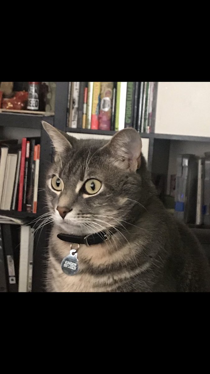 MarioCampollo's tweet photo. Happy Bday to this lovable rascal! Love ya buddy 😂
#artoftheday #CatsOfTwitter #Dos #foreverdos #sanfrancisco #mariocampollo https://t.co/Z1Wsgvs3AY