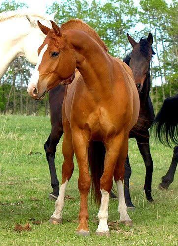 #saddleup and find a new way home, #hirse can help