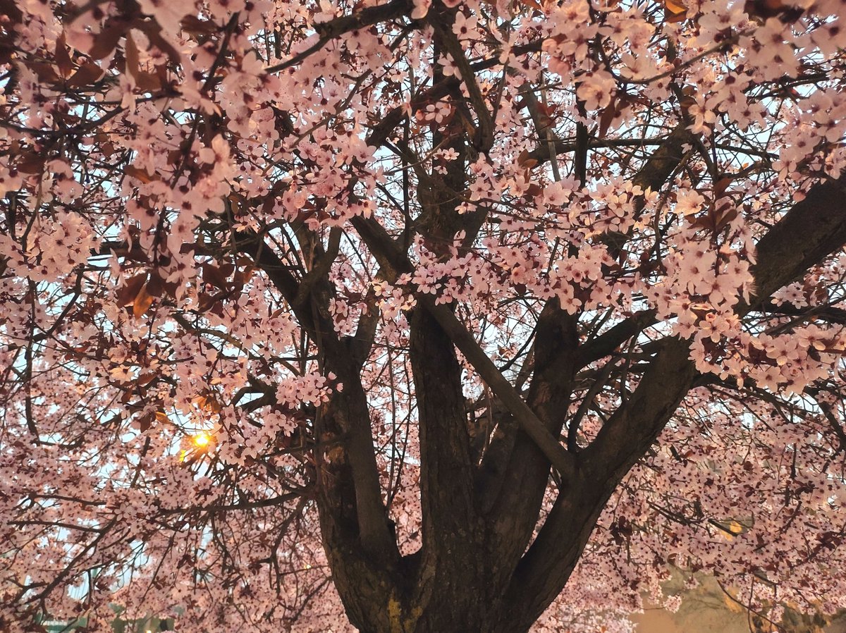 Que nada ni nadie te prohiba florecer 🌸 #frasedereflexion #floreceryprosperar #phototree #photoflowers #cerezoenflor #cerezo #sakura #señaldeprohibido #communityofmadrid #mostoles #marzo2021