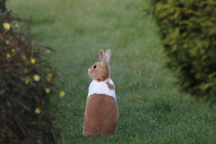 mickbland27's tweet image. Anyone lost a rabbit in the Dewsbury, Thornhill area ?