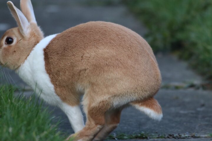 mickbland27's tweet image. Anyone lost a rabbit in the Dewsbury, Thornhill area ?