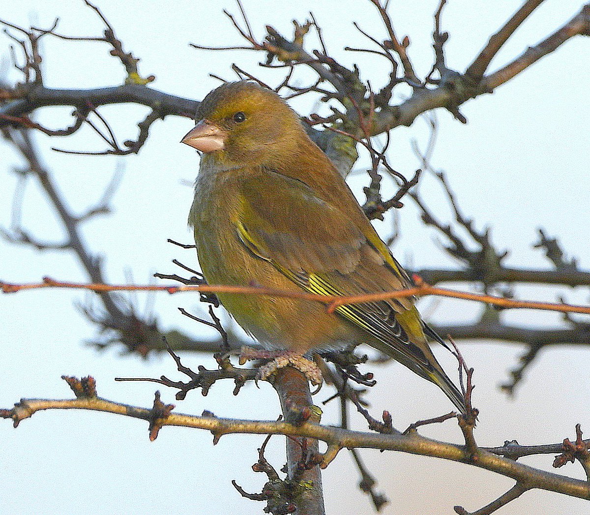 Nice to see this Greenfinch early this morning on South Wall on the back fields. A pair bred successfully at the same spot last year. Greenfinch have been daily garden visitors all winter in Middle Deal as part of a mixed flock of mainly Goldfinch. <a href="/Deal_Town/">Deal Town</a>