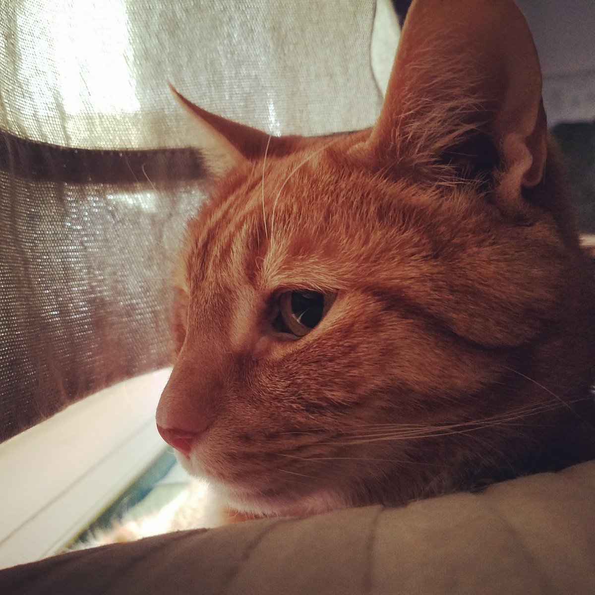 brainwise's tweet photo. Otis isn't on the radiator this #Caturday, but he's still in my heart. 🐱 #cat #CatsOfTwitter #CatsOfInstagram #cats #orange #ginger #gingercat #kitteh #Window #curtains #WindowSitting #GoodbyeOtis #memories #latergram 📸 Photo posted 3/6/2017 https://t.co/g2EKHbkD1x