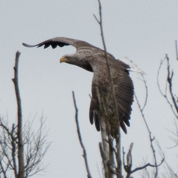 Blakecone's tweet image. A #whitetailedeagle in flight 🦅🦅🦅
#explore_wildlife #eye_spy_birds
#gn_members #gn_photos #global4nature #fridayfowl
#birdphotography #bird_brilliance
#birdsofprey #dichtbijgroen
#birds_matter #BirdsSeenIn2021
#nationalgeographic #roots_nl
#vogelbescherming
#birds_captures