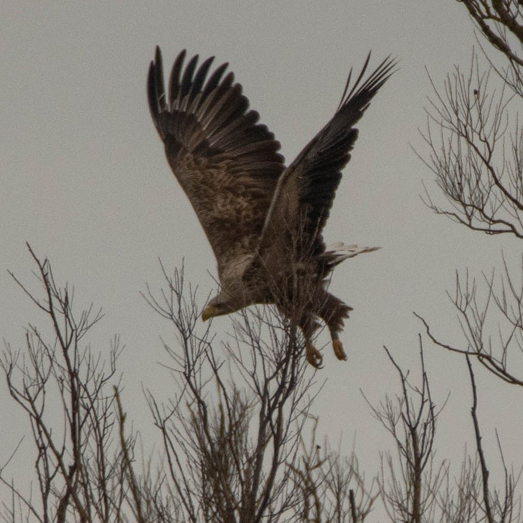 Blakecone's tweet image. A #whitetailedeagle in flight 🦅🦅🦅
#explore_wildlife #eye_spy_birds
#gn_members #gn_photos #global4nature #fridayfowl
#birdphotography #bird_brilliance
#birdsofprey #dichtbijgroen
#birds_matter #BirdsSeenIn2021
#nationalgeographic #roots_nl
#vogelbescherming
#birds_captures